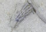 Nicely Preserved Scytalocrinus Crinoid - Indiana #22772-1